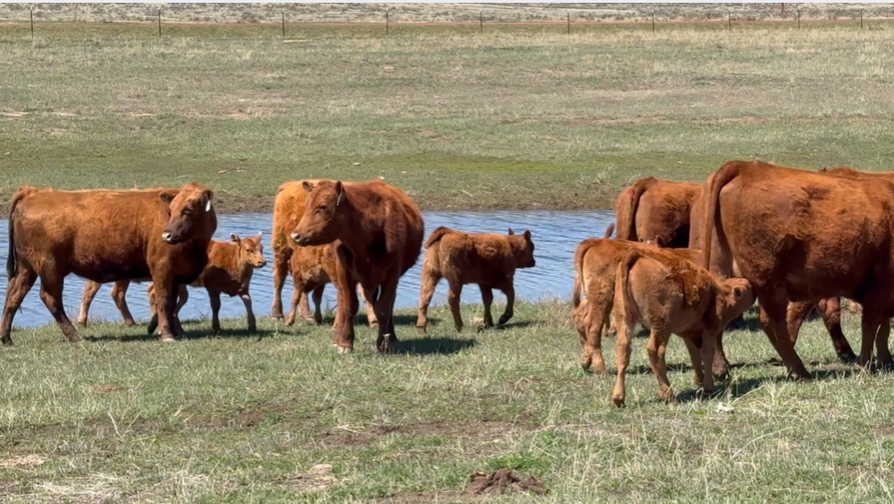 18 FANCY RED ANGUS PAIRS! HP430A5